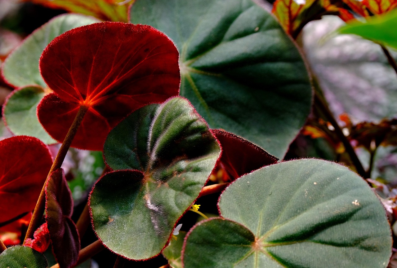 Begonia con foglie molli, pianta verde con foglie ondulate e colorate, in primo piano su sfondo neutro.