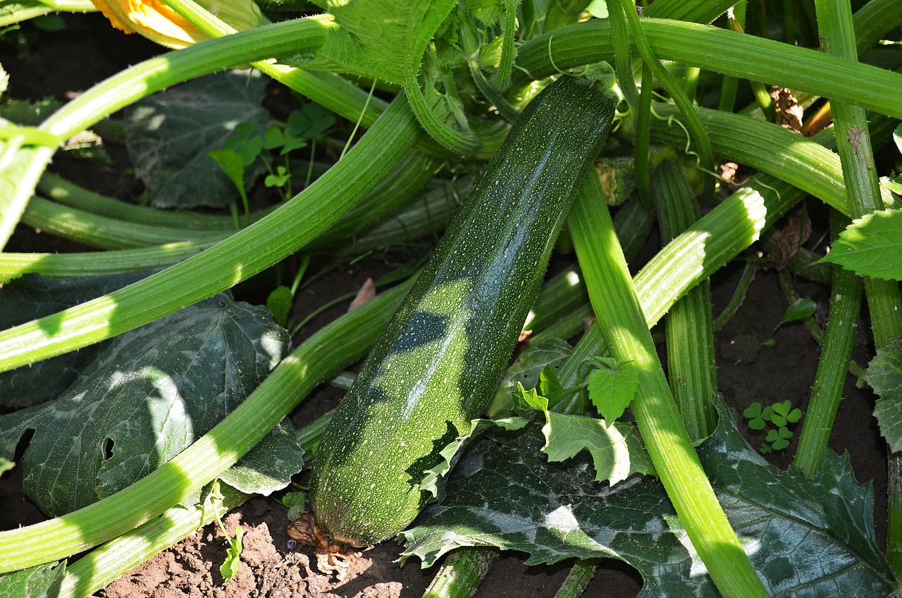 Cenere di legna sparsa intorno a piante di zucchine per un raccolto abbondante.