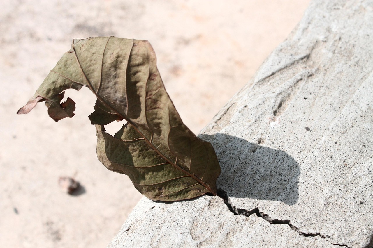 Foglie accartocciate su una pianta, segnale di stress ambientale o malattia.