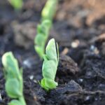 Immagine di un giardiniere che concima il terreno in inverno, evidenziando errori comuni da evitare.
