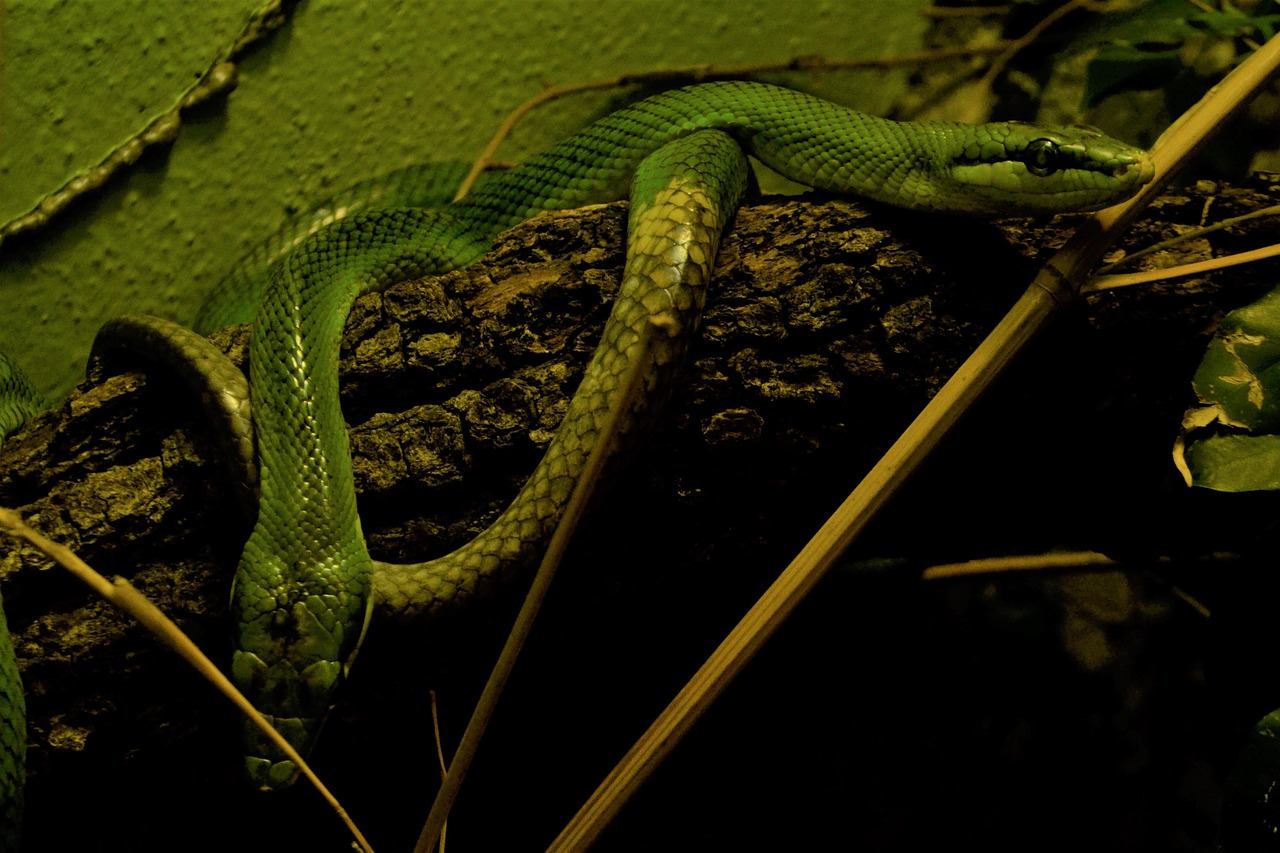 Serpente che si arrampica tra le piante di un giardino, avvertendo della sua presenza.