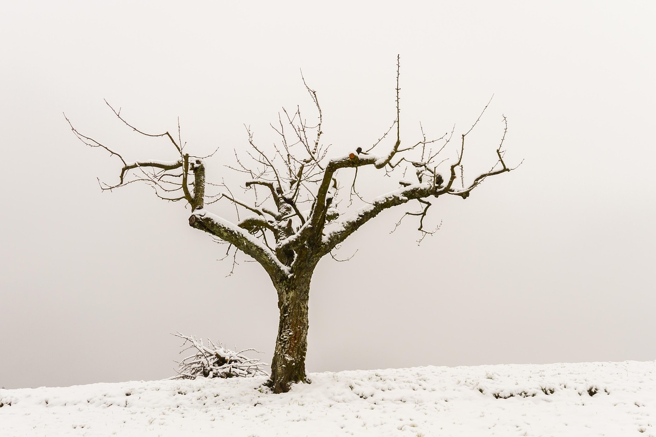 Alberi da frutto in inverno pronti per la potatura, con rami spogli e attrezzi da giardinaggio.