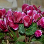 Ciclamino fiorito con foglie verdi, illustrando i consigli per un'adeguata innaffiatura.