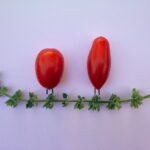 Filo innovativo per sostenere pomodori senza pali, utilizzato in un orto domestico.