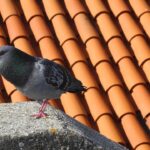 Repellente naturale per piccioni: esempio di colori utilizzati per tenerli lontani.