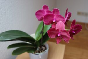 Caffè macinato sparso attorno a orchidee in vaso, suggerendo l'uso come fertilizzante naturale.